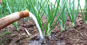 Обов’язкові підживлення озимої цибулі у квітні для гарного врожаю