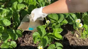 Полуниця завалить ягодами! Обов’язково підгодуйте її під час цвітіння