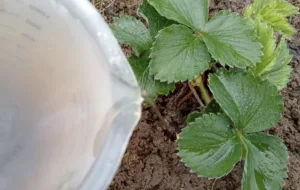Поливаю полуницю у квітні лише цим розчином — ягоди великі та солодкі