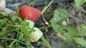 Посипала цим дешевим порошком полуницю — і не впізнала грядку: ягід стільки, що збираю відрами!