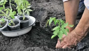 “Довгий сніданок” для томатів і перцю. Кладу це в лунку — і не підживлюю до середини літа
