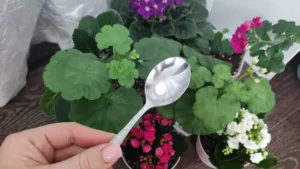 Розбудить будь-яку квітку! 1 таблетка під рослину — і квіти “підуть у ріст”, перевірено!
