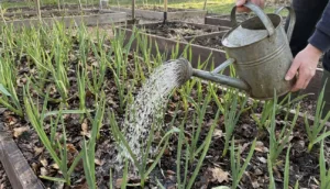 Часник не жовтіє вже 5 років! У травні поливаю його “дешевою” сумішшю — і маю сильний урожай