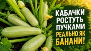 Лише 1 підживлення — і кабачків в 2 рази більше! Мій перевірений спосіб для шаленого врожаю