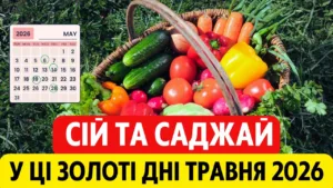 Виросте усе! Найкращі дати для посадок у травні 2026 за місячним календарем (повний гайд для України)