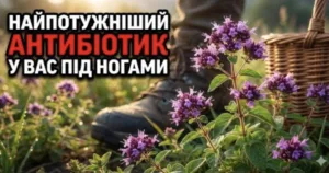 Ця рослина у 150 разів сильніша за лимон і часник! Природний антибіотик, який знищує віруси та бактерії