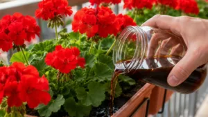 Лише 1 полив — і герань зацвіте “у всій красі”! Перевірене домашнє підживлення, яке дає море бутонів