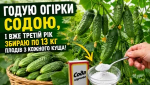 Годую огірки содою, і вже третій рік збираю по 13 кг плодів з кожного куща