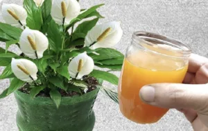“Жіноче щастя” більше не стоїть на місці! Даю спатифілуму цю натуральну підживку — і він цвіте на очах