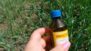 Жовтіє часник і цибуля — терміново рятую грядку: підживлення аміаком і швидке відновлення