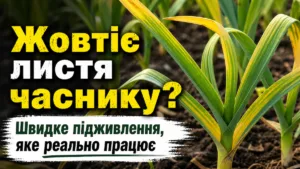 Жовтіє листя часнику? Швидке підживлення, яке реально працює