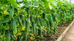 Змішую 2 прості інгредієнти з кухні — і огірки плодоносять до осені! Коли в інших грядки вже порожні, я ще збираю врожай