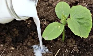 Червневе підживлення огірків молоком! 1 л на відро води — і кущі плодоносять до осені без перерви