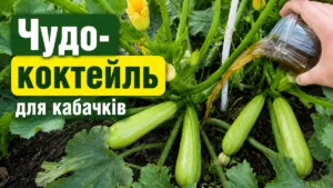 «Чудо-коктейль» для кабачків! Плодоносять мішками до пізньої осені