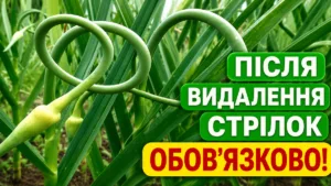 Великі головки часнику гарантовані! Чим підживити часник у червні після видалення стрілок