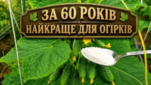 Додаю ЦЕ у воду — і огірки, томати та перці завалюють урожаєм! Просте підживлення з кухонних продуктів