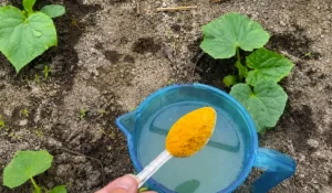 Лию це під огірки — і вони ростуть як “шалені”! Усі сусіди заздрять, а я не витрачаюся на хімію
