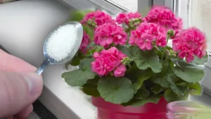 По одній ложці під кожен кущ — і герань зацвіте пишною шапкою: без магазинної хімії
