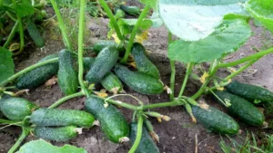 1 хитрість — і збираю до 10 кг огірків з куща! Без краплі дорогих підживлень