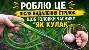 Після цього підживлення часник стоїть зеленим до самого збору врожаю! Що даю після видалення стрілок