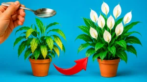 1 ложка на літр — і спатифілум не впізнати! Листя зелене, а квітів щоразу більше