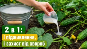 Свекруха навчила поливати огірки цим розчином! 2 в 1: і підживлення, і захист від хвороб