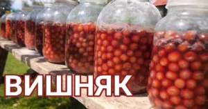 Його готує все село! «Вишняк» — перевірений рецепт вишневої наливки, який передають із покоління в покоління