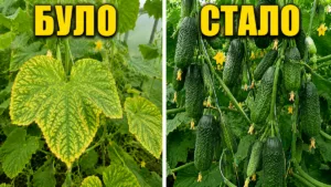 1 ложка під корінь — і огірки ростуть «як на дріжджах»! Через 3 дні кущі не впізнати
