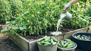 Коли в липні мало тепла — 1 склянка на 10 л води. Збільшила плодоношення огірків в 2 рази