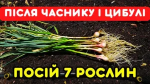 Збереш ДРУГИЙ урожай! Що посадити після цибулі та часнику — 7 культур, які ще встигнуть дати врожай