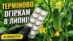 Сусід порадив 1 аптечну таблетку в липні — і мої огірки ожили: Народний метод, про який мало хто знає