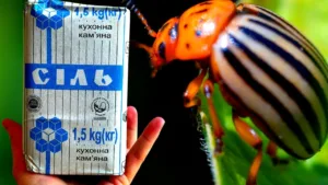 Як позбутися колорадського жука на картоплі за 3 хвилини! Простий спосіб, який знають не всі