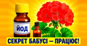 1 крапля на 1 л води: як я використовую йод у догляді за геранню
