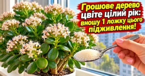 Грошове дерево цвіте цілий рік: вношу 1 ложку цього підживлення!