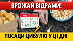 Коли садити озиму цибулю у 2026 році: найкращі дні за місячним календарем