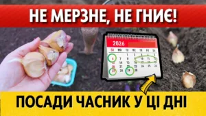 Коли саджати озимий часник у 2026 році: дати на жовтень, листопад і грудень