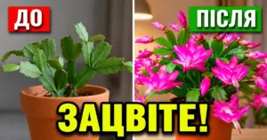 Вношу під різдвяник для пишного цвітіння! Три підживлення та секрети догляду