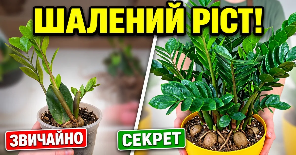 Молодий заміокулькас у невеликому горщику та пишний дорослий кущ у жовтому кашпо.